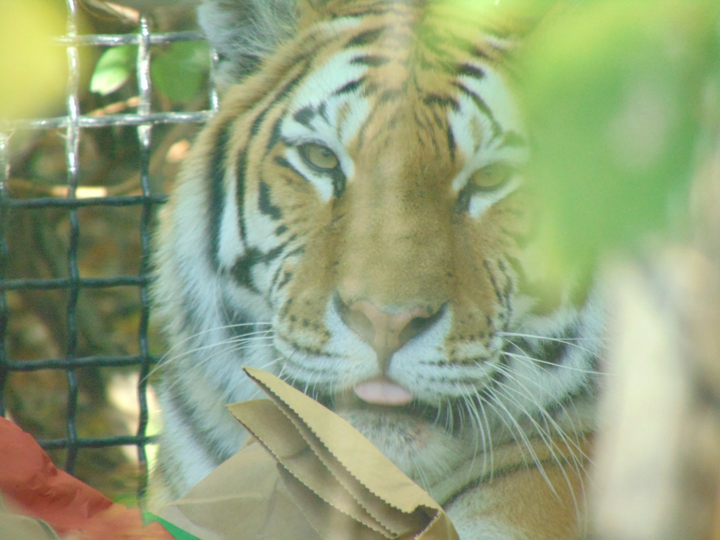 Amur Tiger (Panthera tigris altaica)