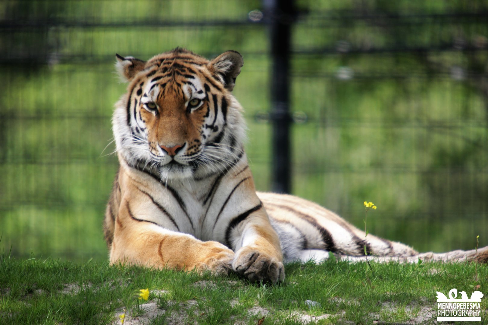 Amur tiger (Panthera tigris altaica)