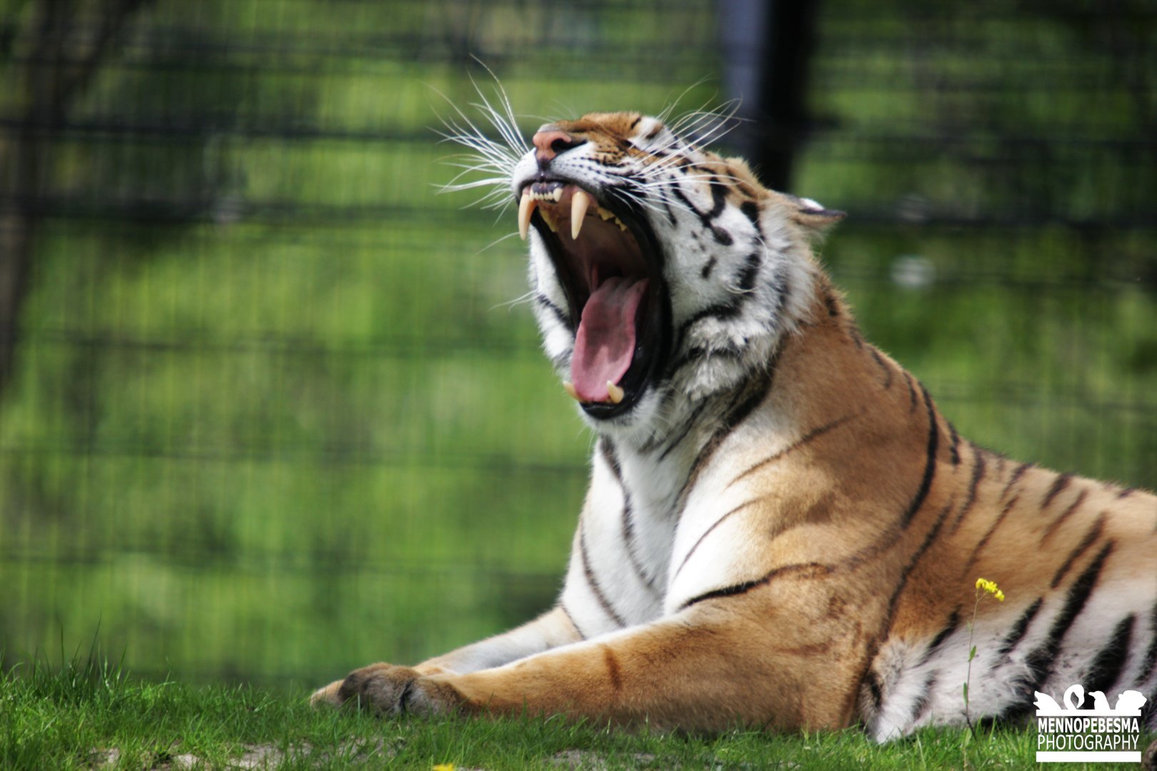 Amur tiger (Panthera tigris altaica)