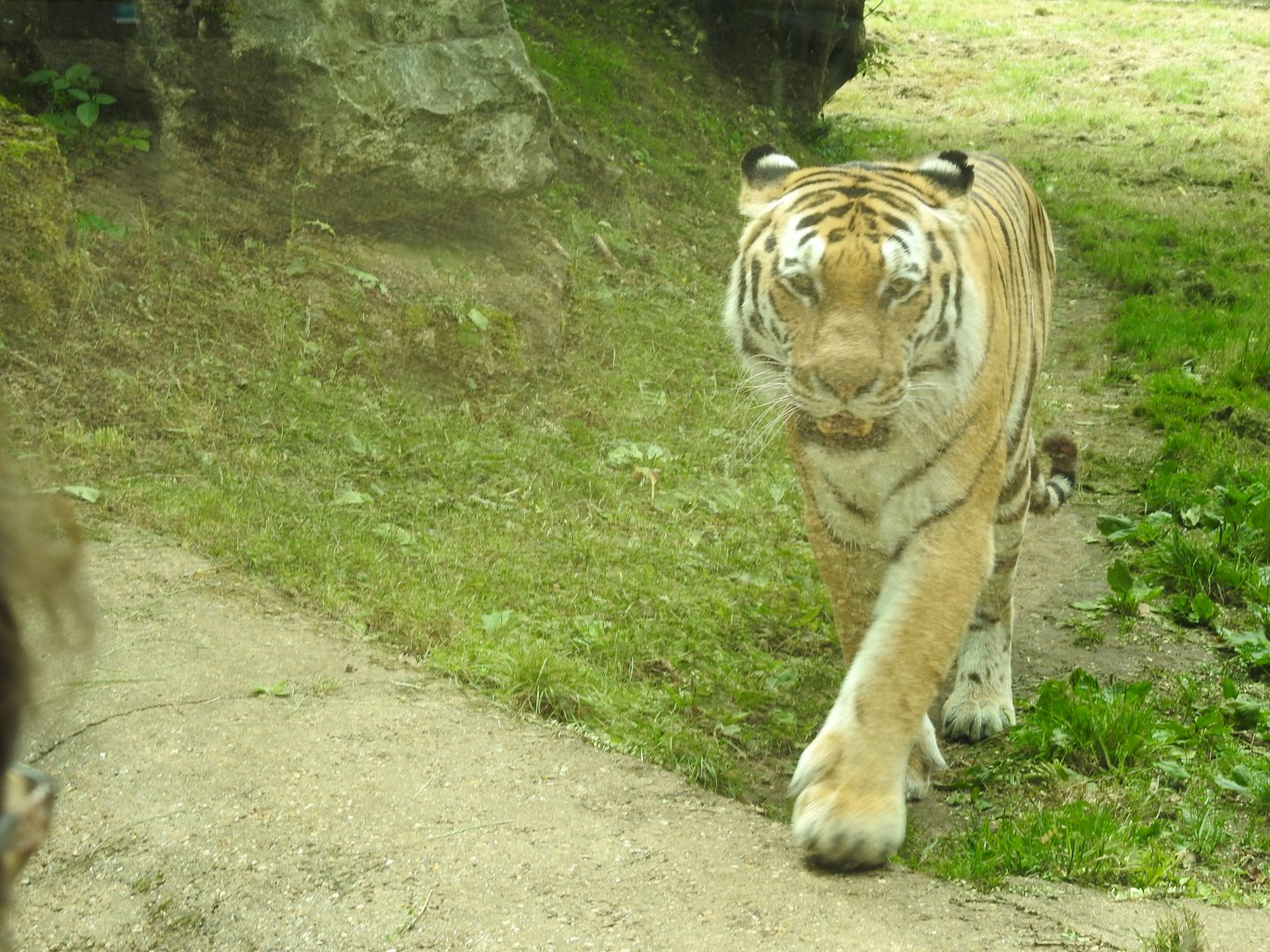 Amur Tiger (Panthera tigris altaica)
