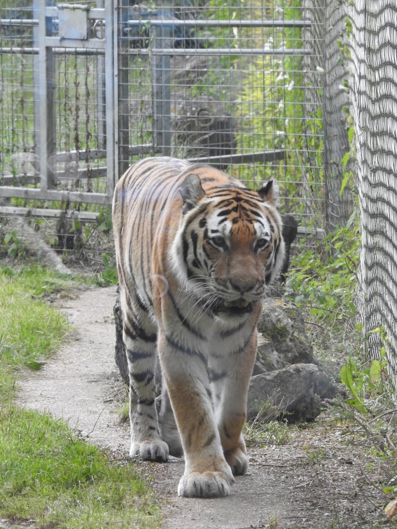 Amur Tiger (Panthera tigris altaica)