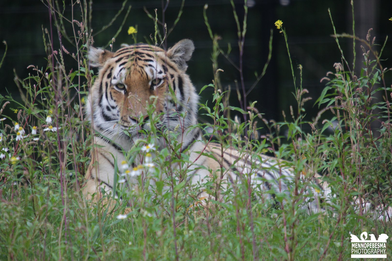 Amur tiger (Panthera tigris altaica)