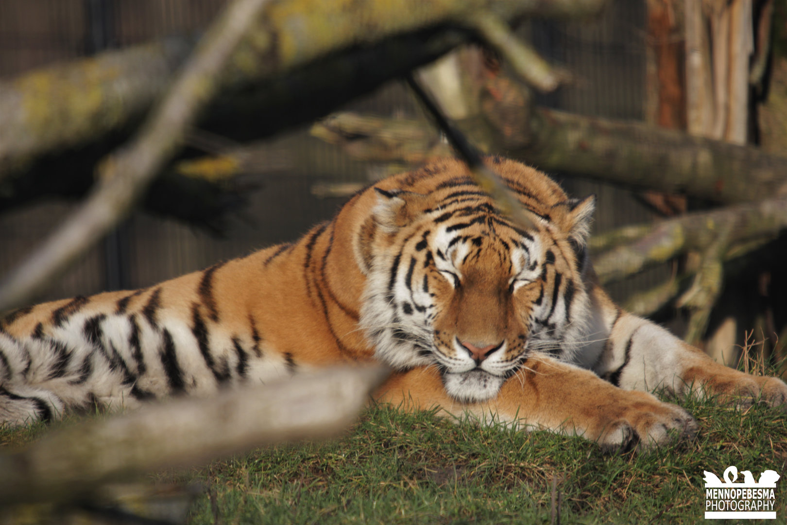 Amur tiger (Panthera tigris altaica)