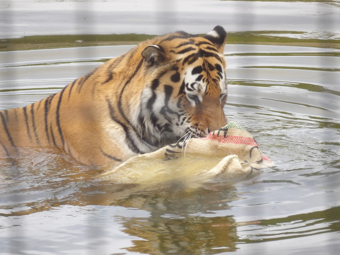 Amur Tiger (Panthera tigris altaica)
