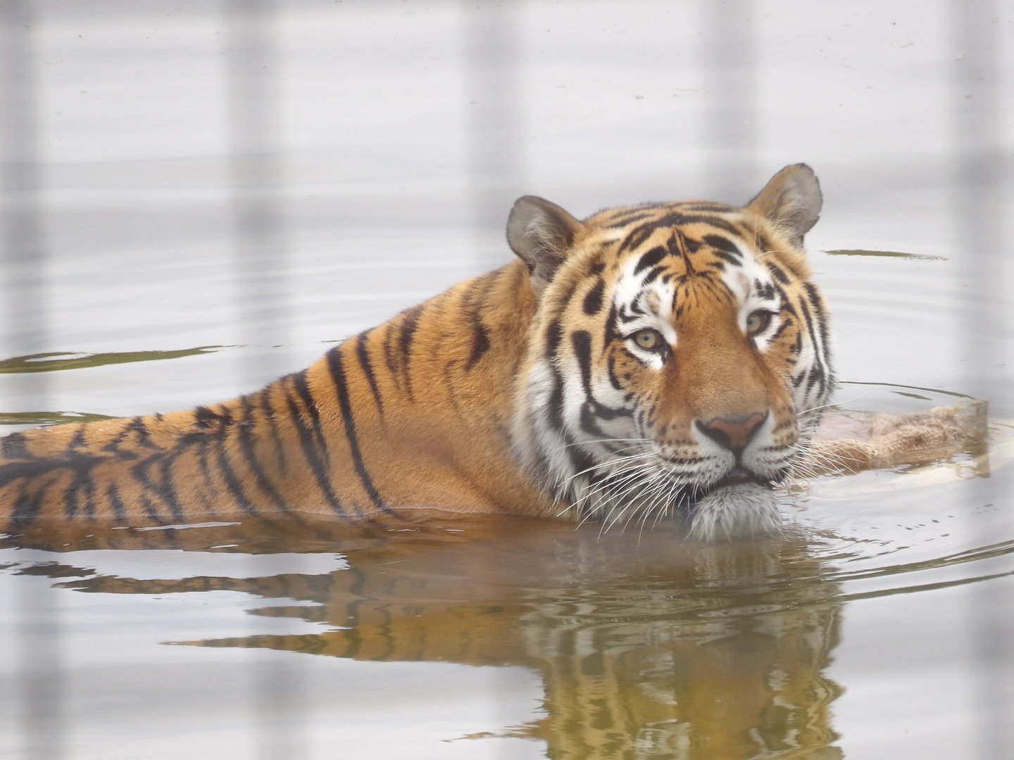 Amur Tiger (Panthera tigris altaica )