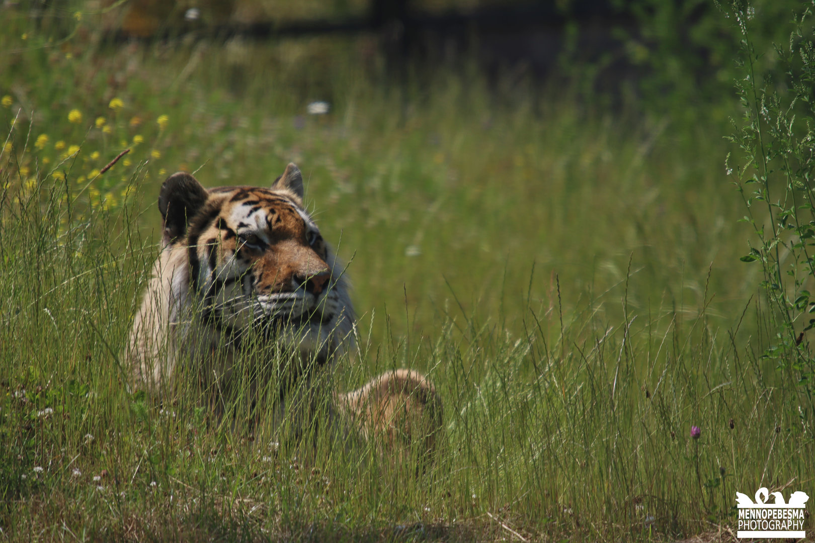 Amur tiger (Panthera tigris altaica)