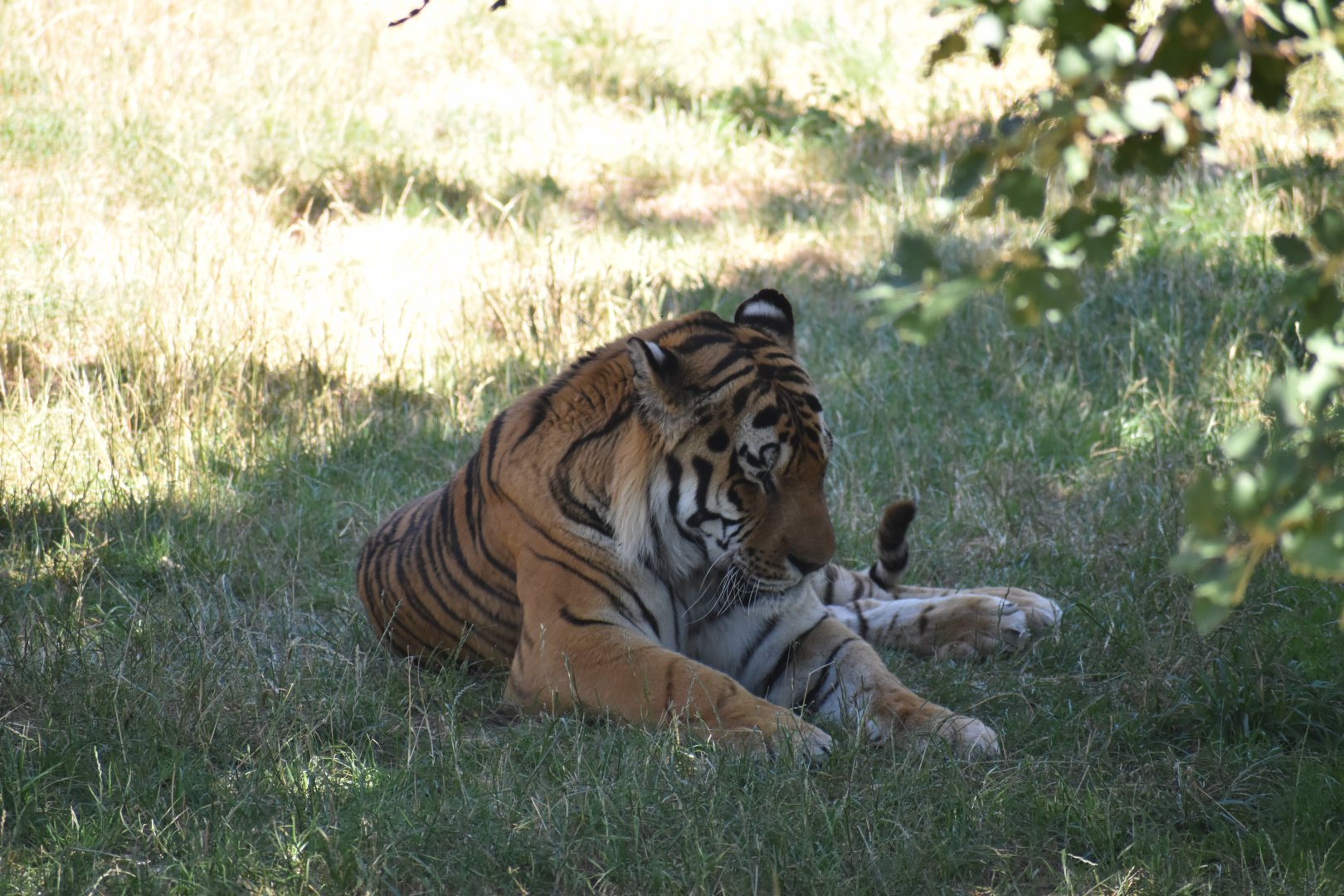 Amur tiger (Panthera tigris altaica)