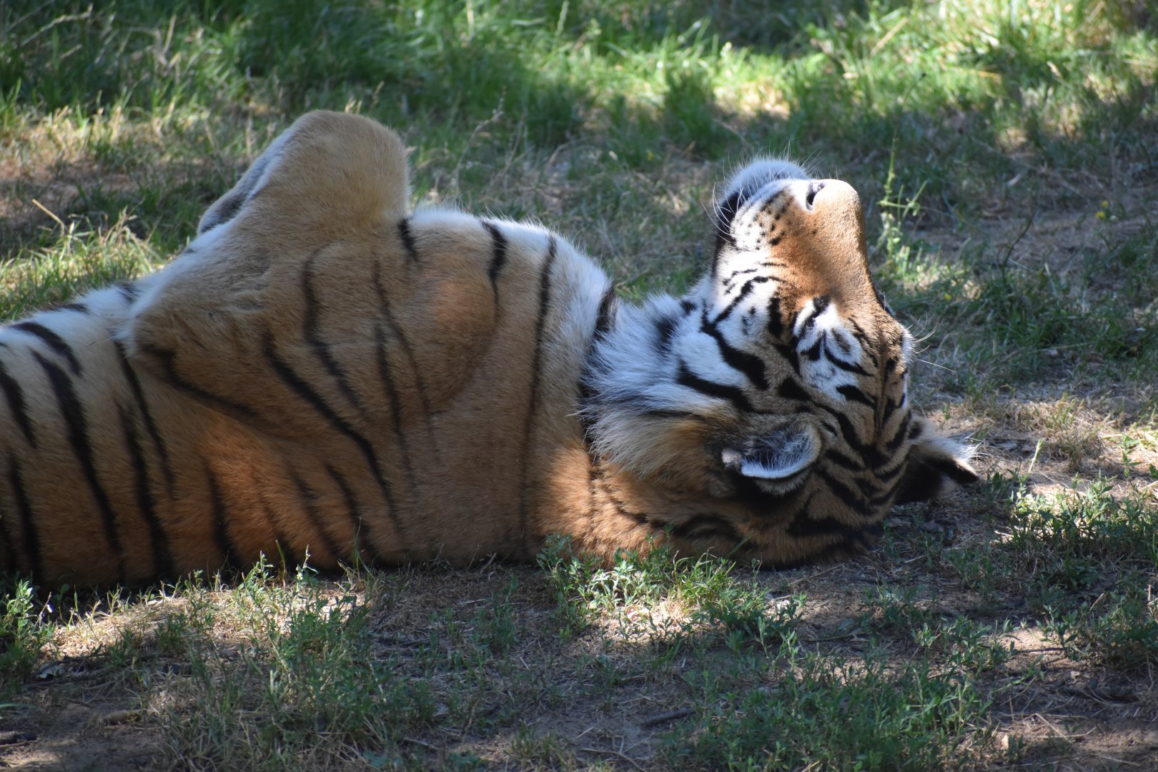 Amur tiger (Panthera tigris altaica)