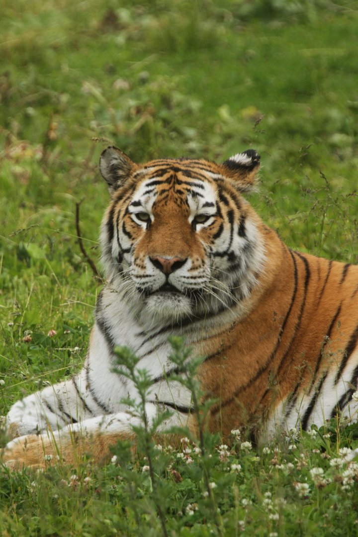 Amur tiger (Panthera tigris altaica)