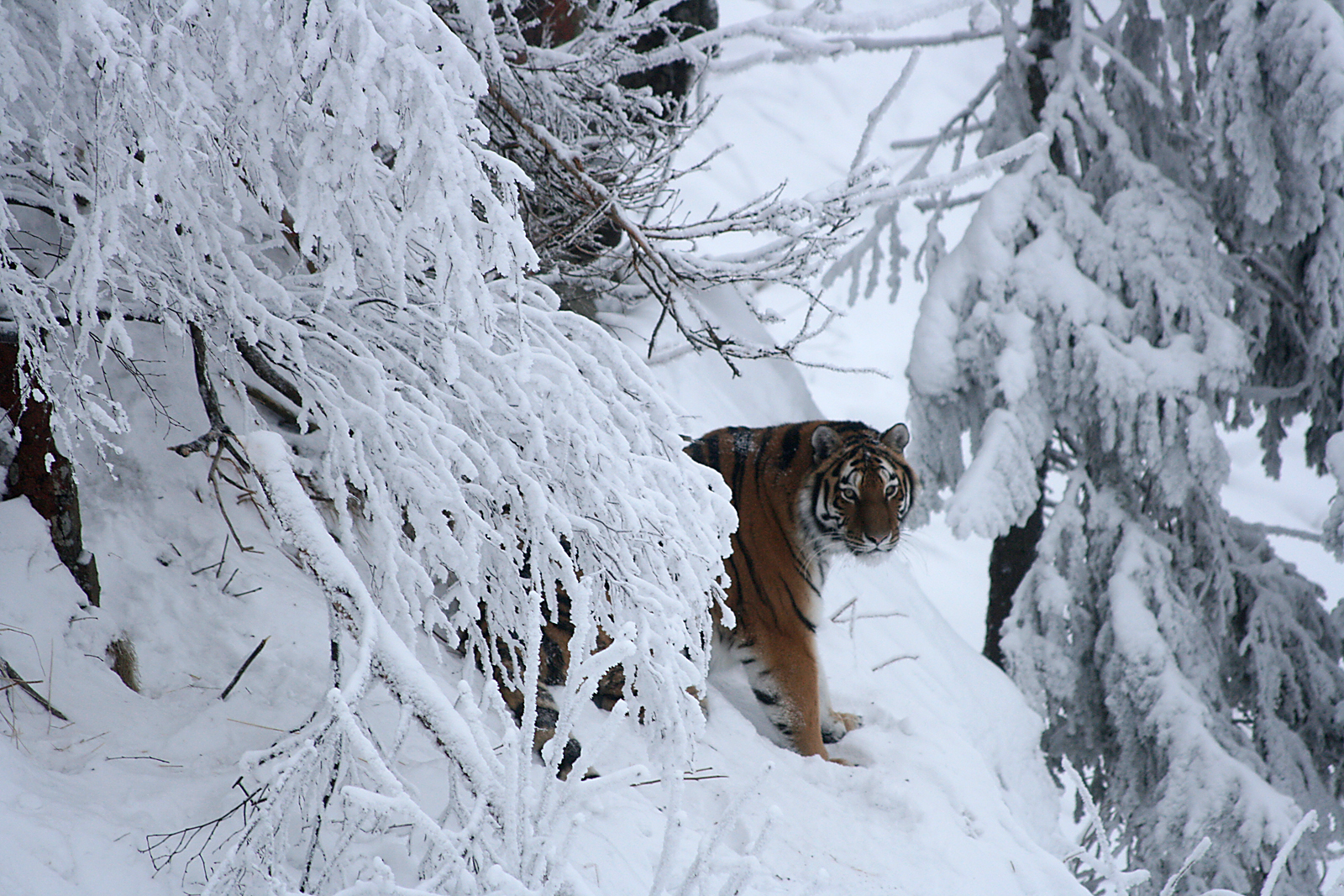 Amur tiger (Panthera tigris altaica)