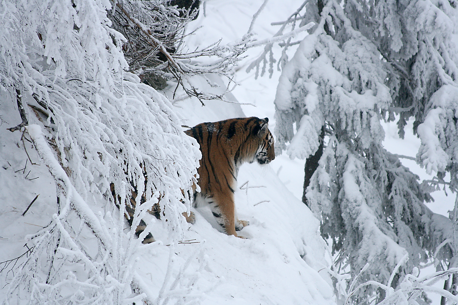 Amur tiger (Panthera tigris altaica)