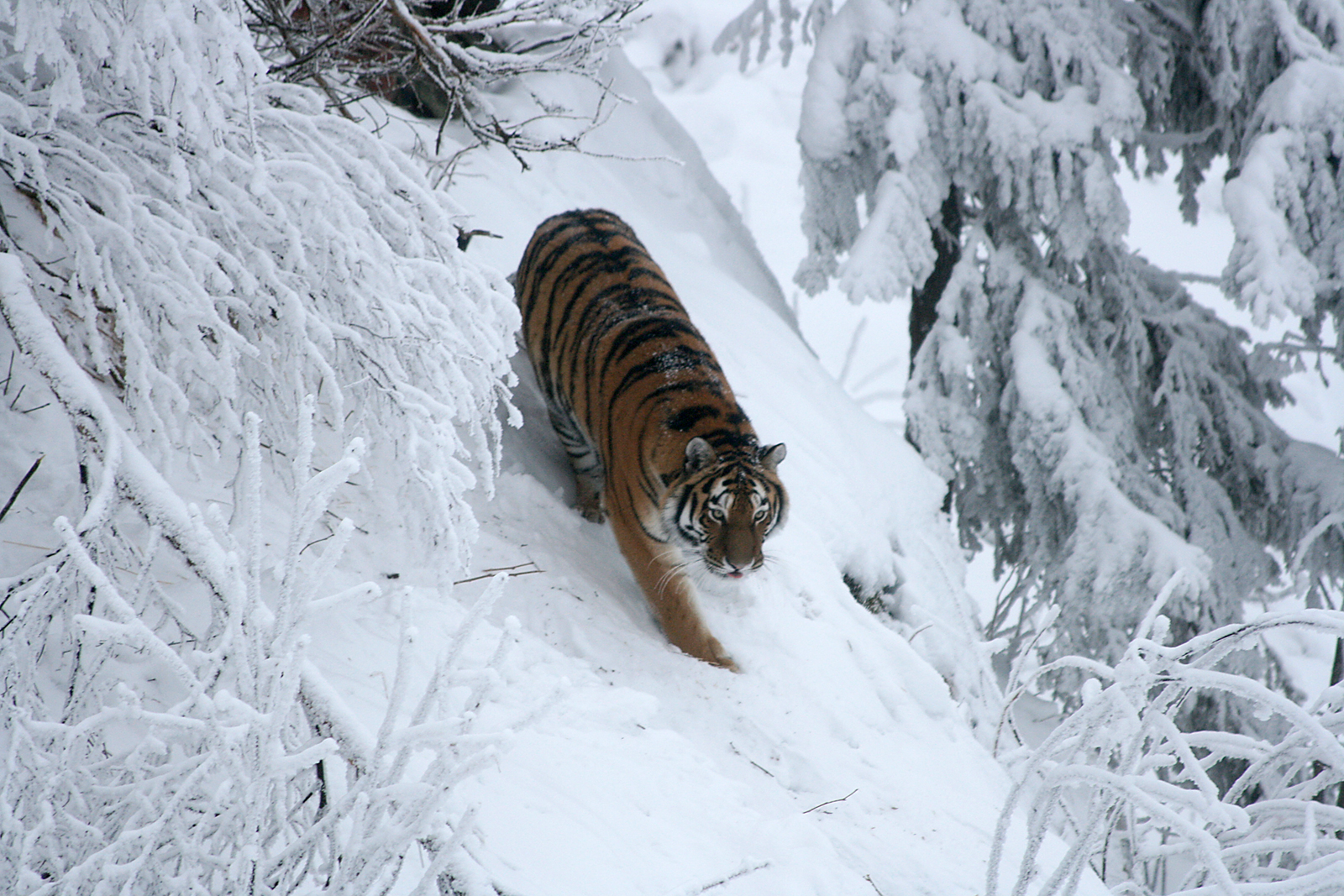 Amur tiger (Panthera tigris altaica)