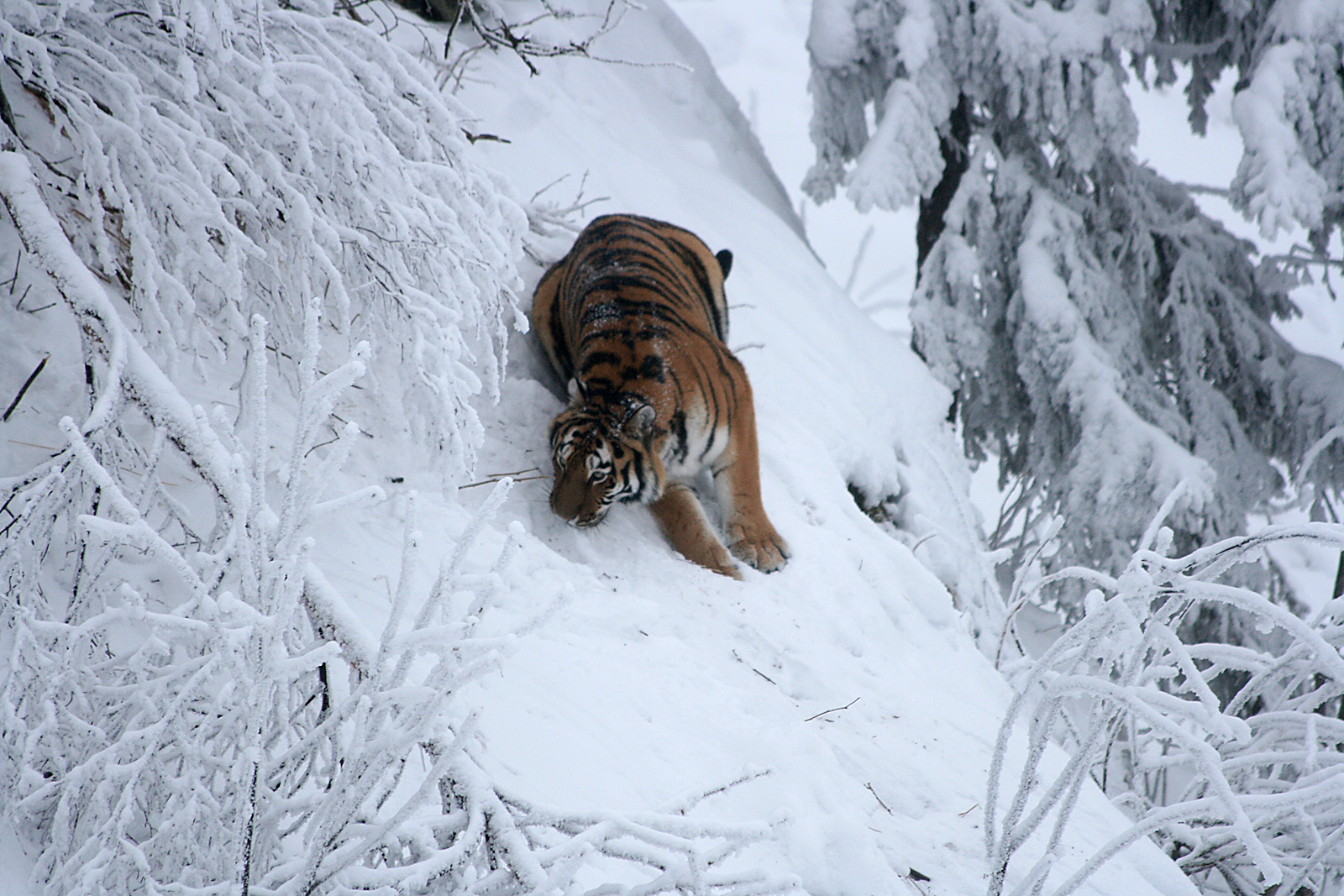 Amur tiger (Panthera tigris altaica)