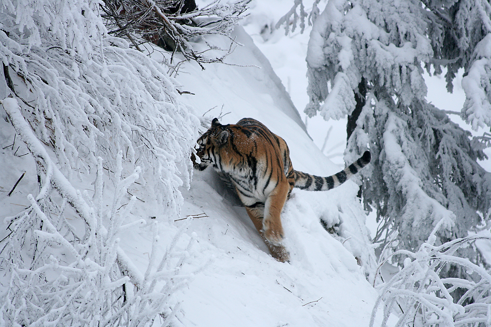 Amur tiger (Panthera tigris altaica)