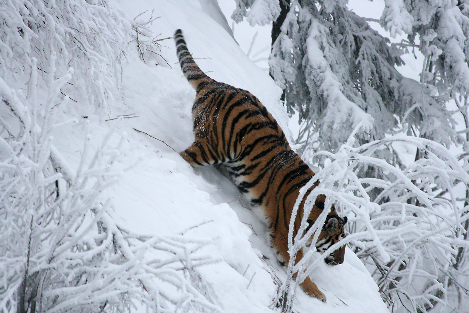 Amur tiger (Panthera tigris altaica)