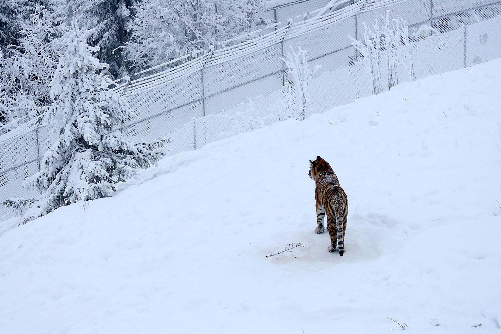 Amur tiger (Panthera tigris altaica)