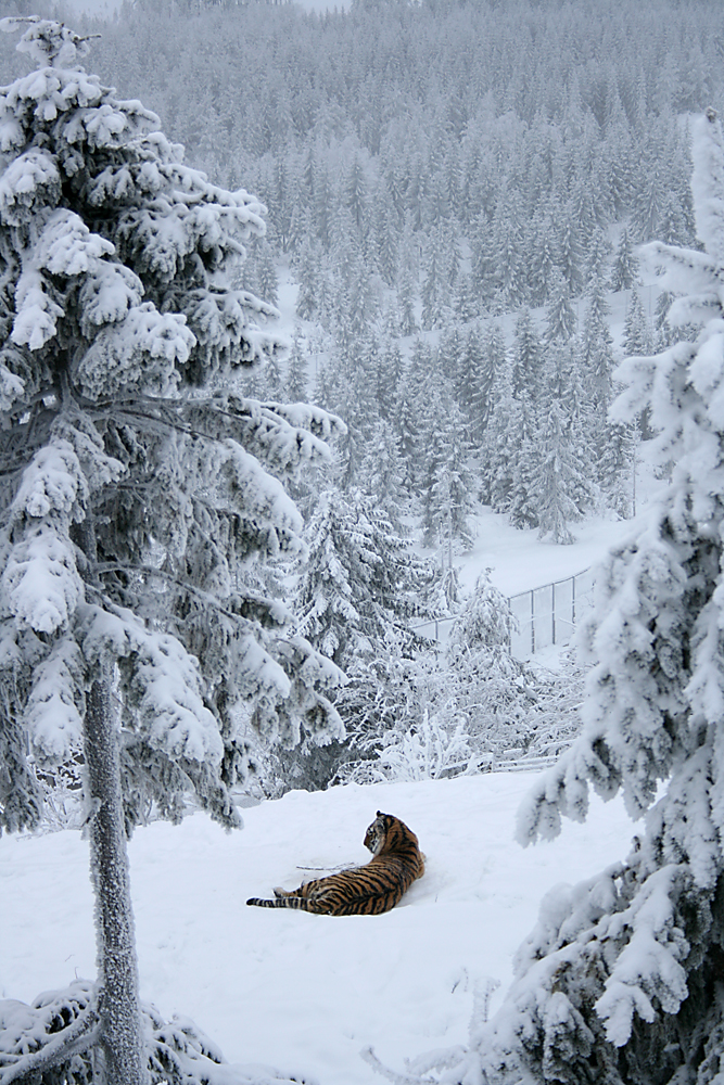 Amur tiger (Panthera tigris altaica)