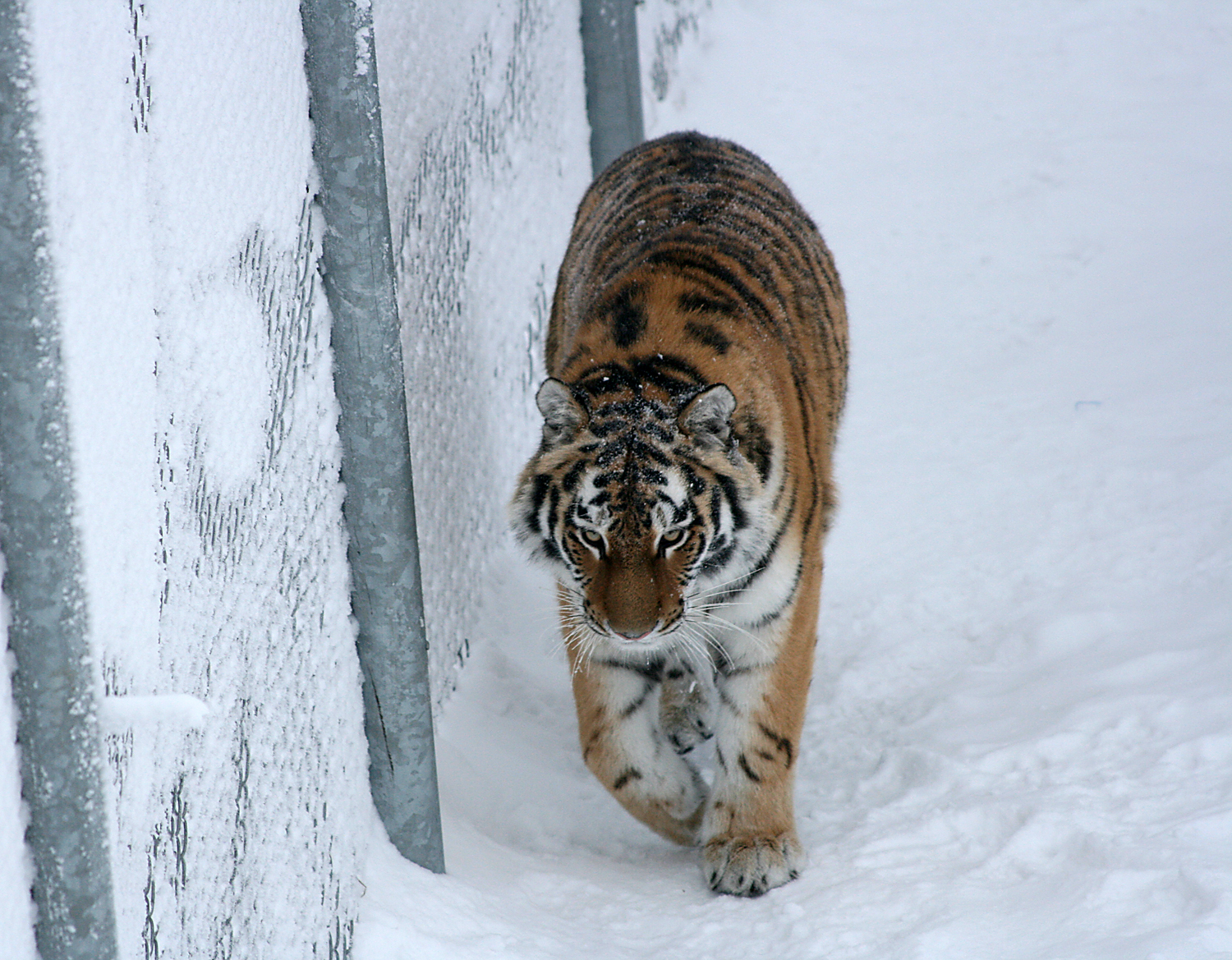Amur tiger (Panthera tigris altaica)