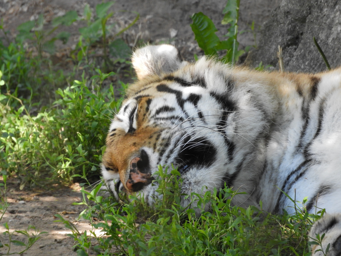 Amur Tiger (Panthera tigris tigris)
