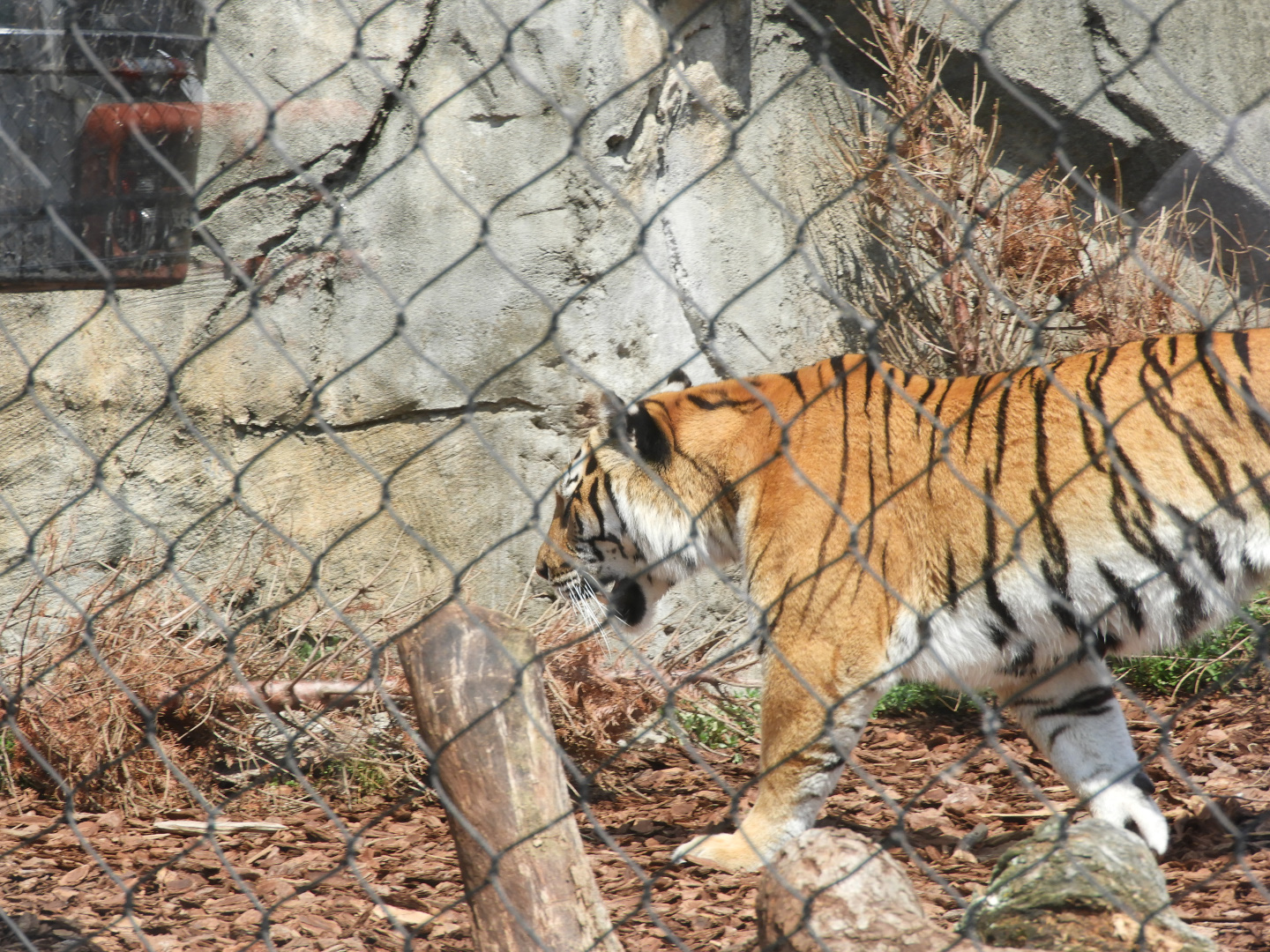 Amur Tiger (Panthera tigris tigris)