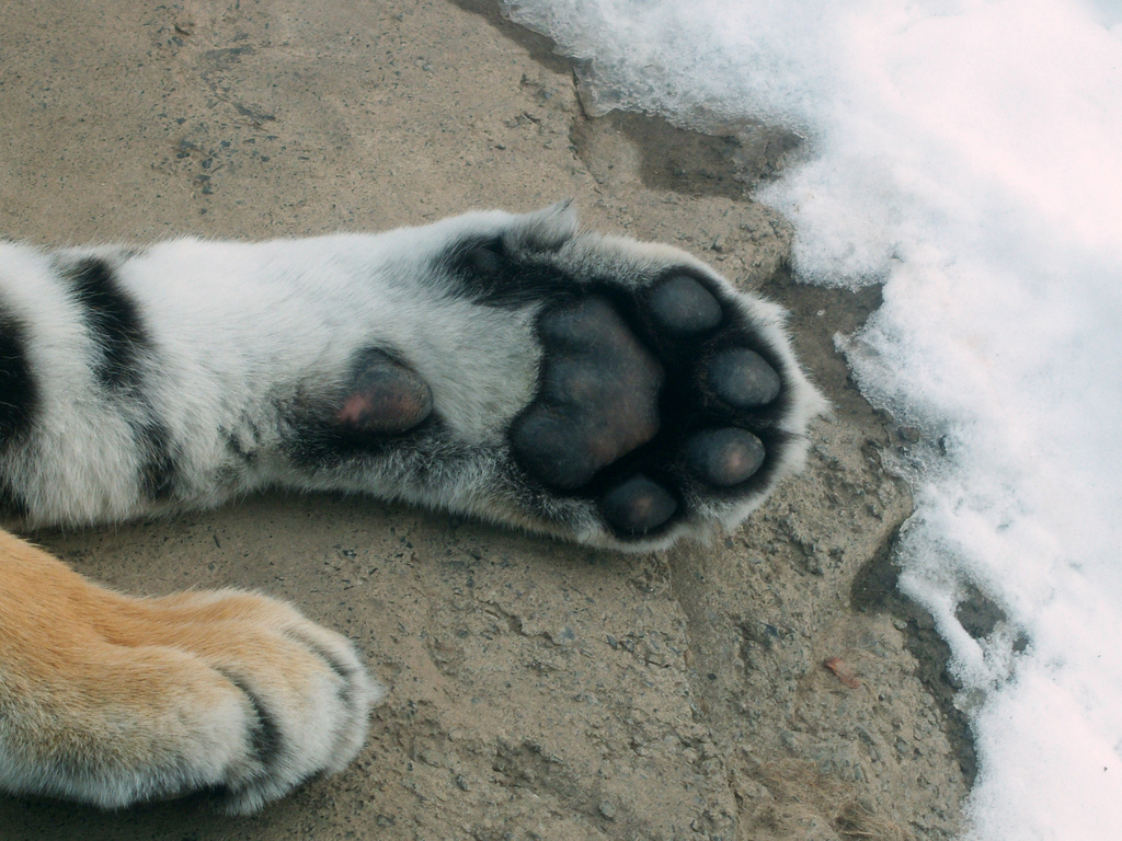 Amur Tiger Paw