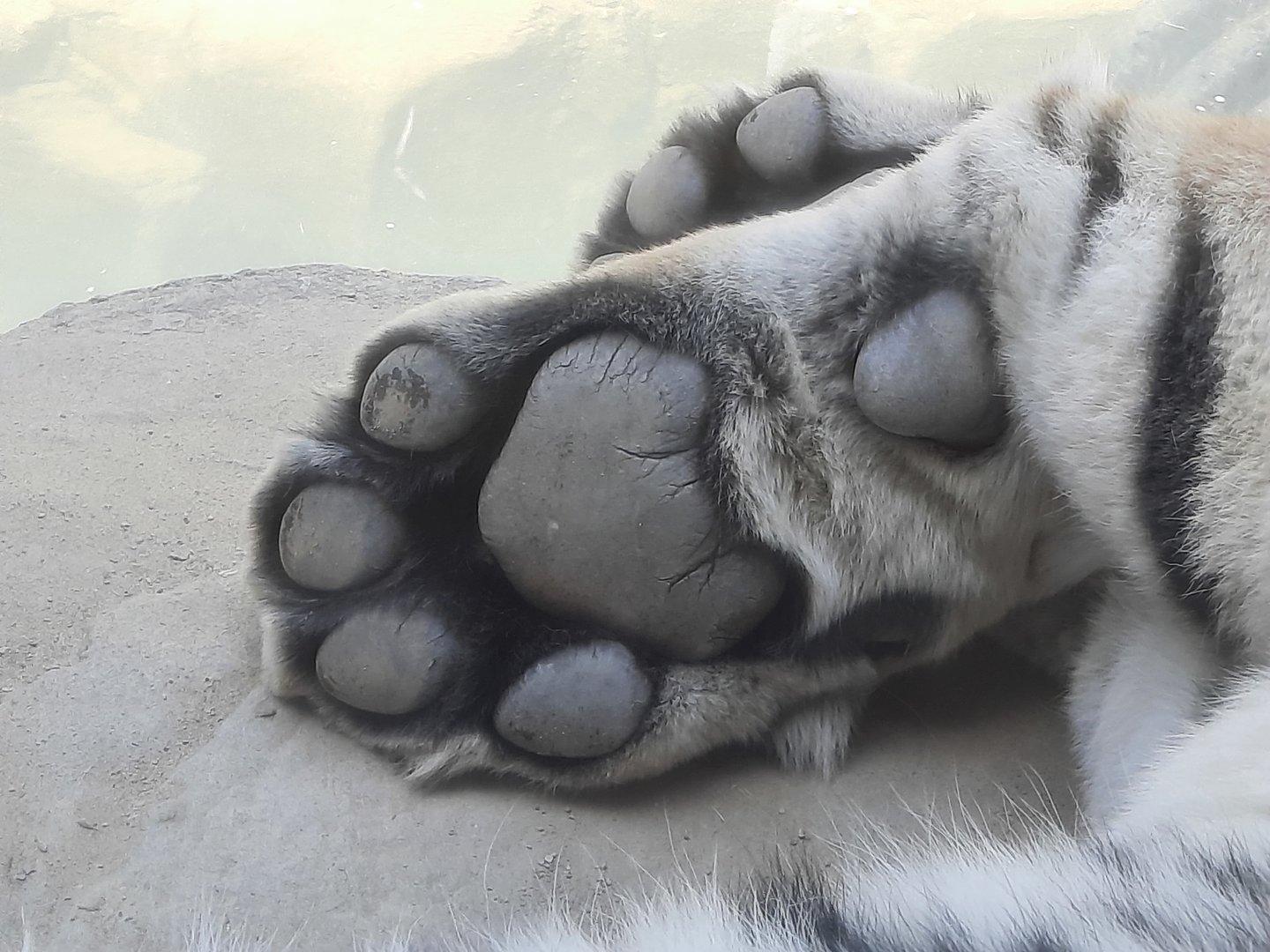 Amur Tiger Paw