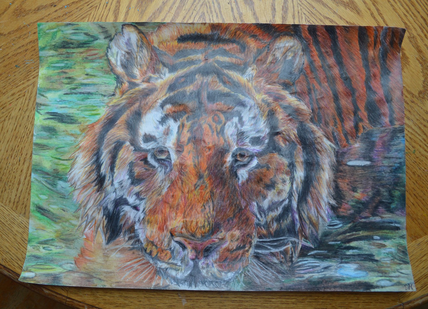 Amur Tiger Pencil Drawing