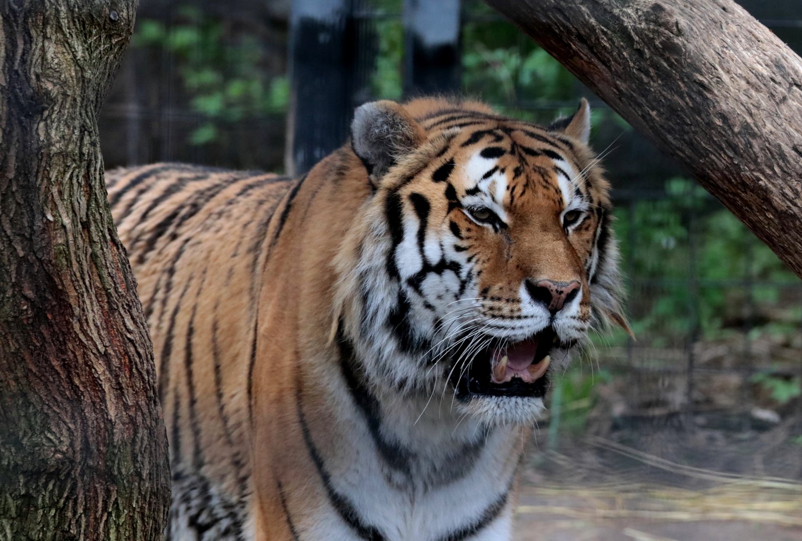 Amur Tiger - Potter Park Zoo - 05/20/19