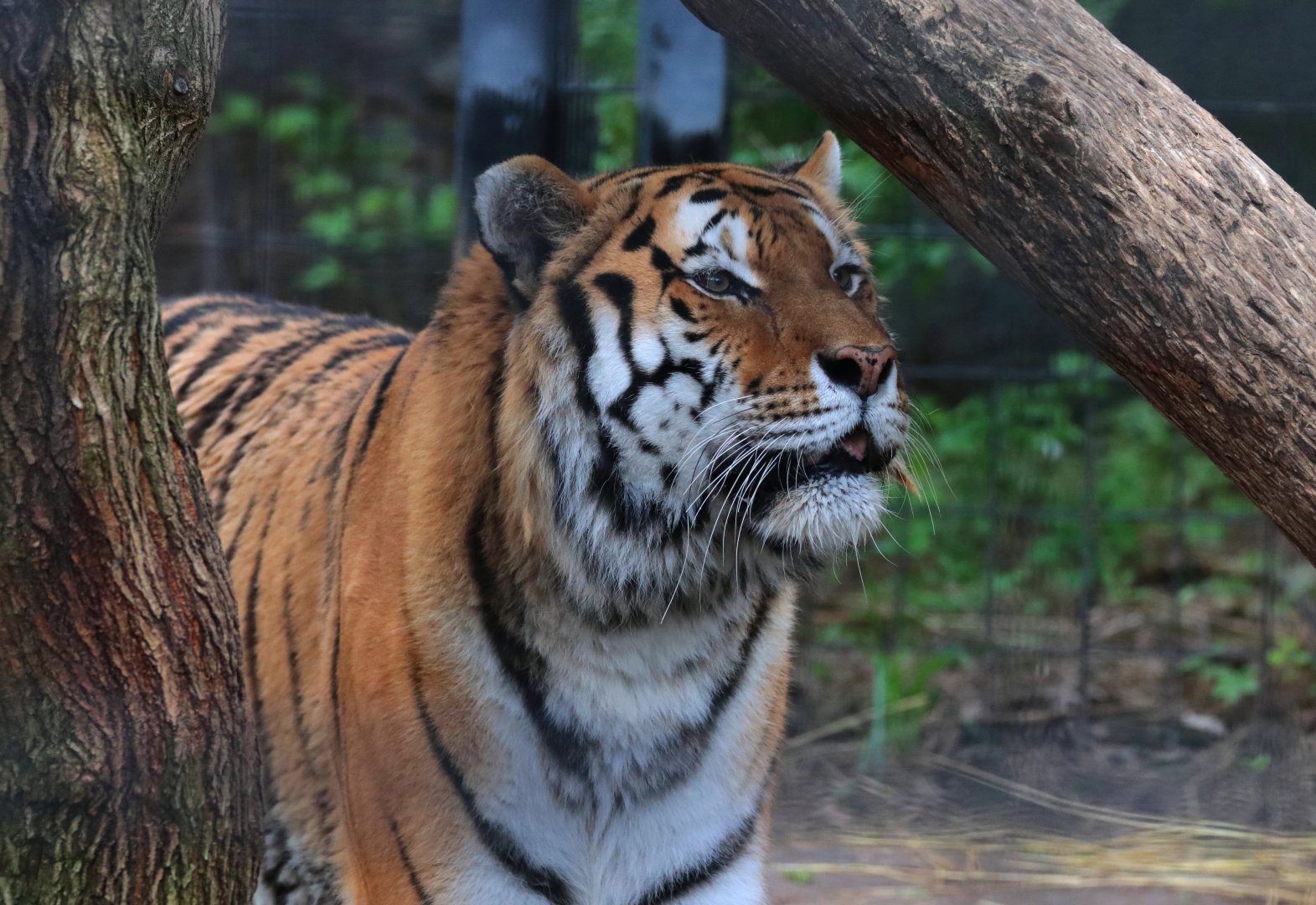 Amur Tiger - Potter Park Zoo - 05/20/19