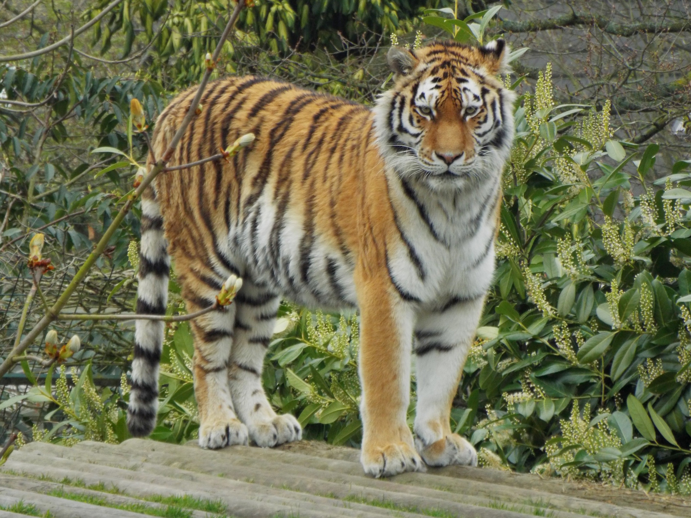 Amur Tiger PWP
