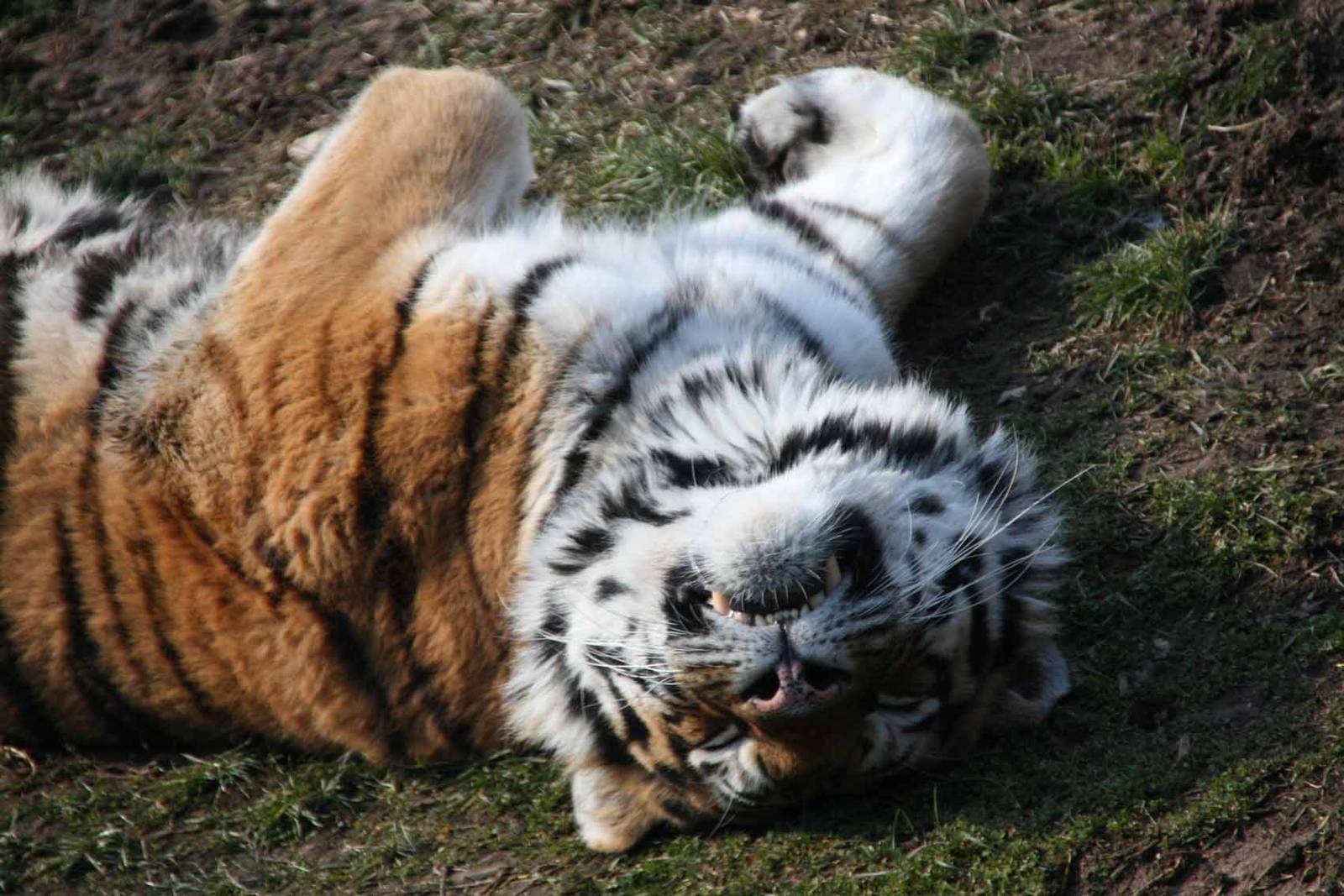 Amur Tiger relaxing in the Winter sunshine