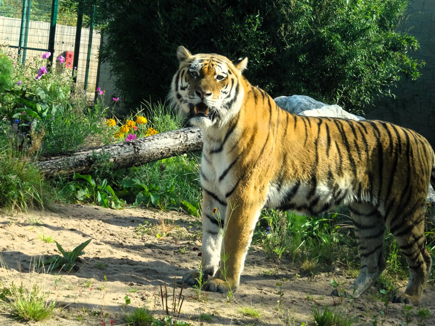 Amur Tiger Rusty 31 August 2025