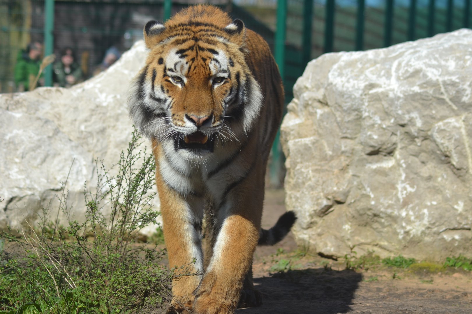 Amur tiger Rusty