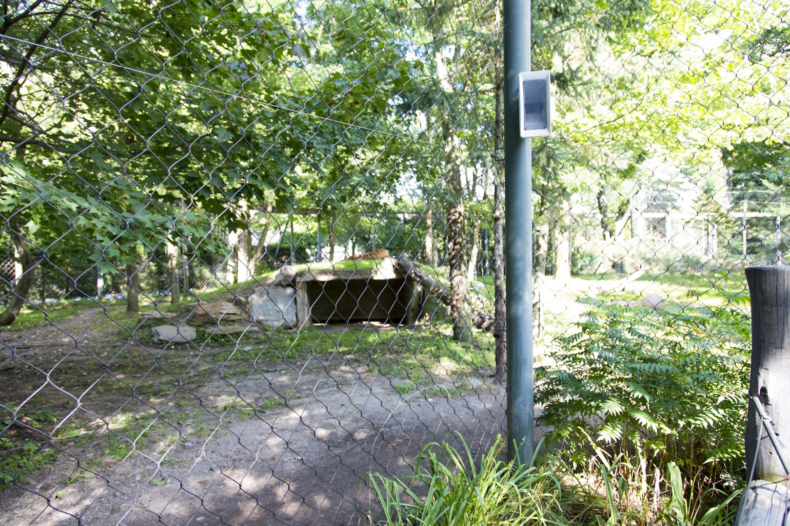 Amur Tiger - Second Exhibit