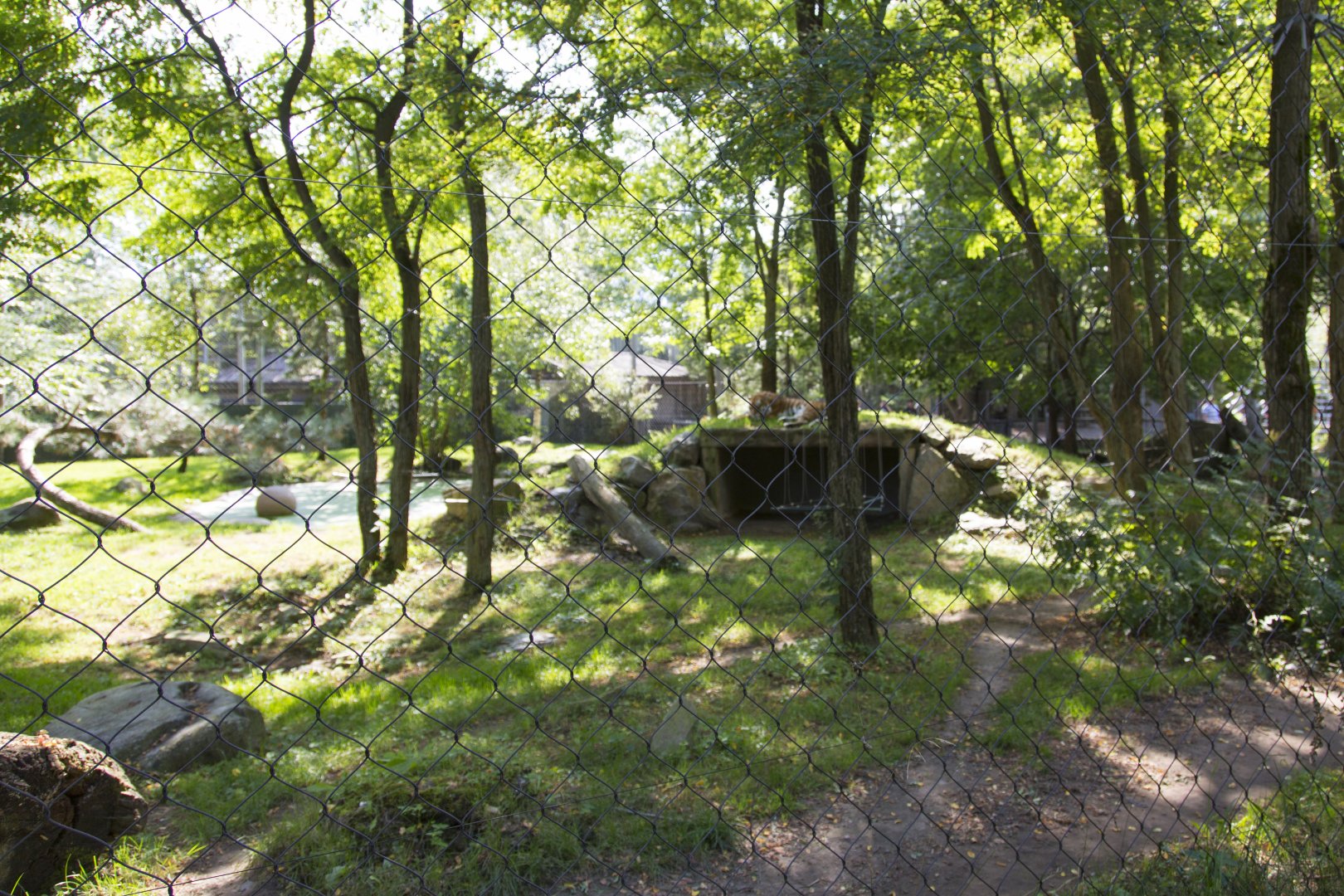 Amur Tiger - Second Exhibit
