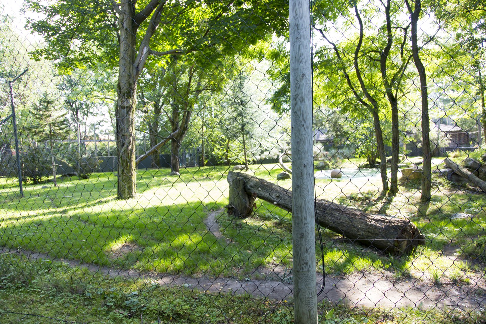 Amur Tiger - Second Exhibt