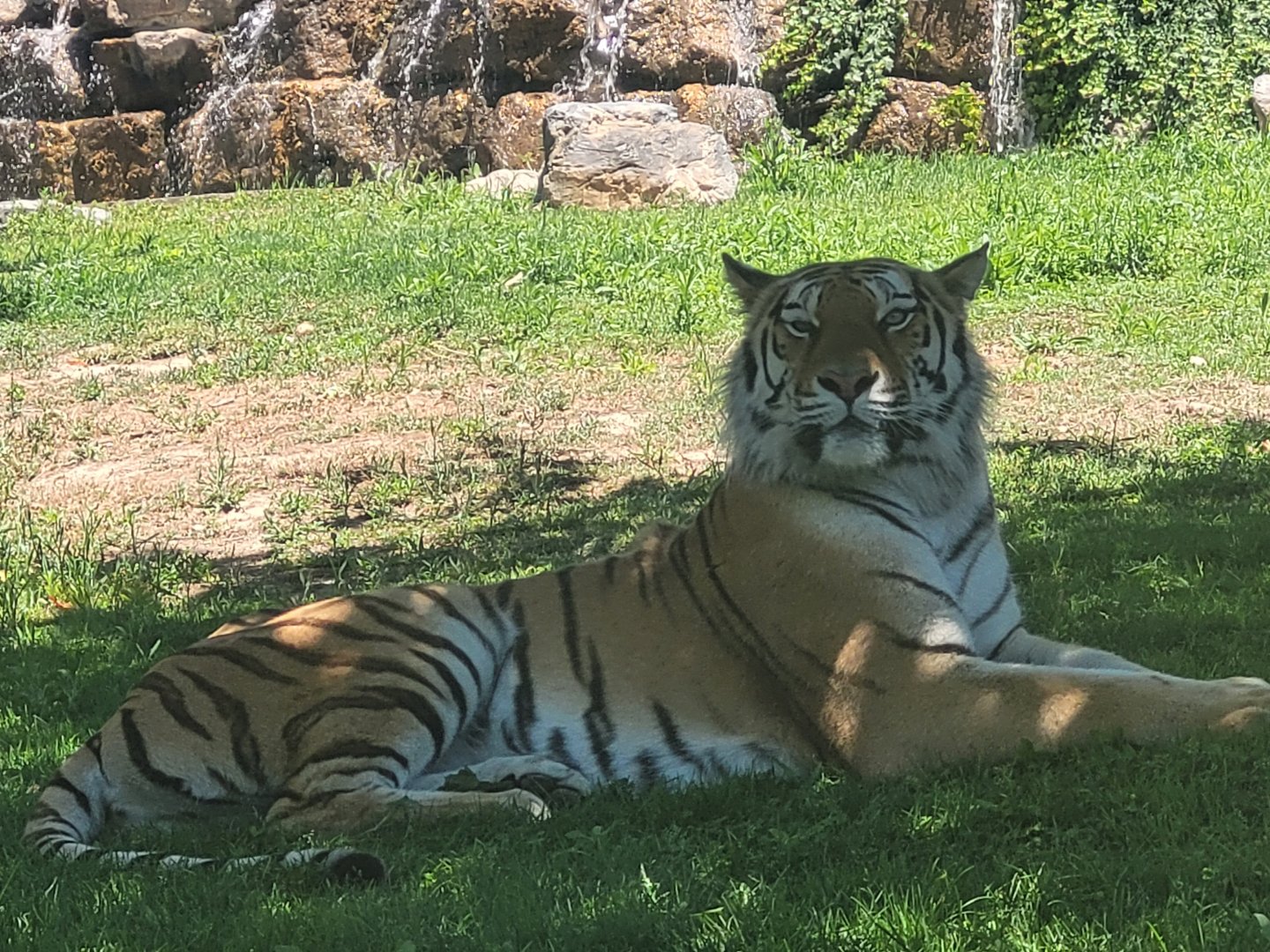 Amur tiger -Sendaviva (2024)