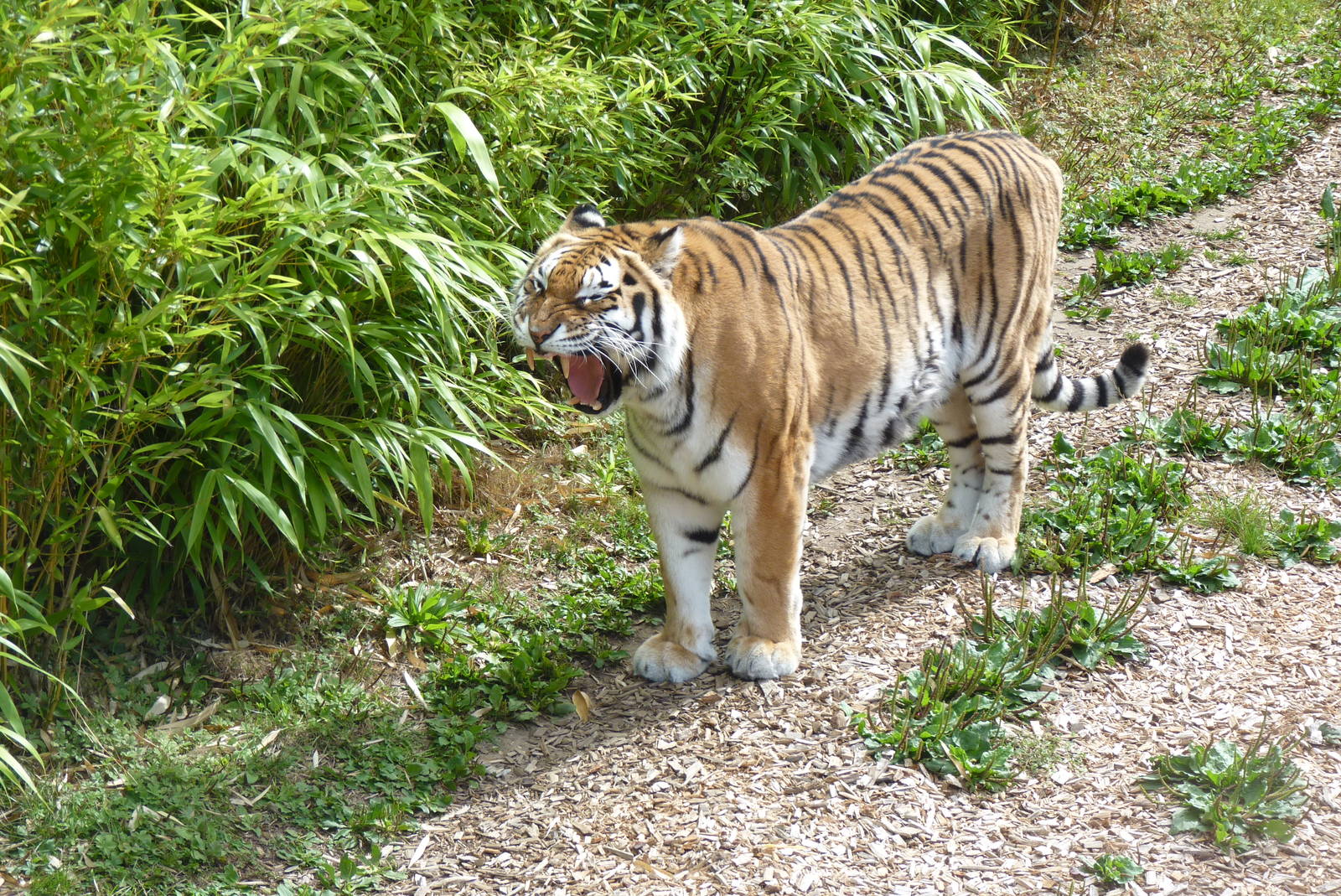 Amur Tiger, September 2016