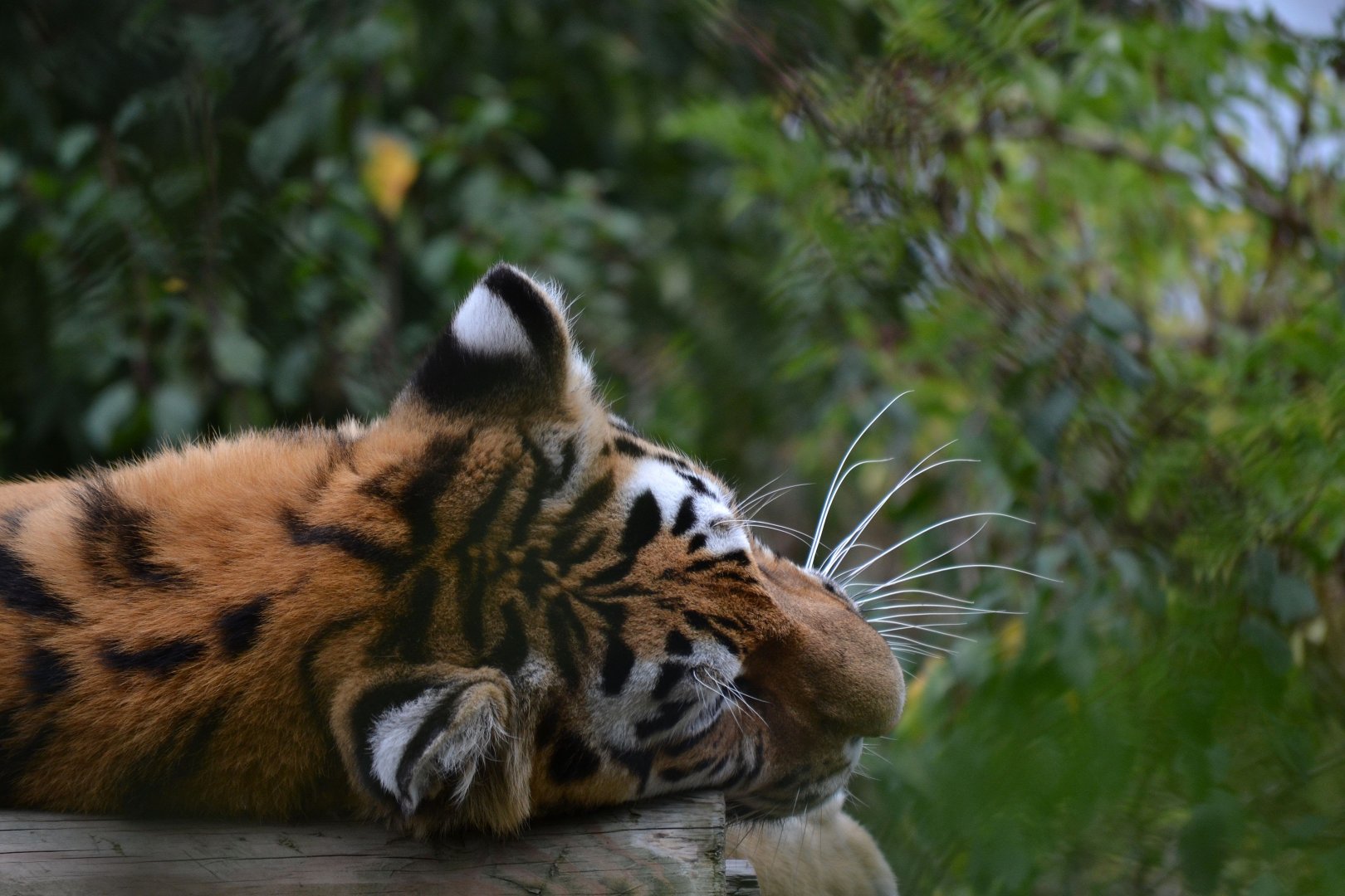 Amur Tiger - September 2016