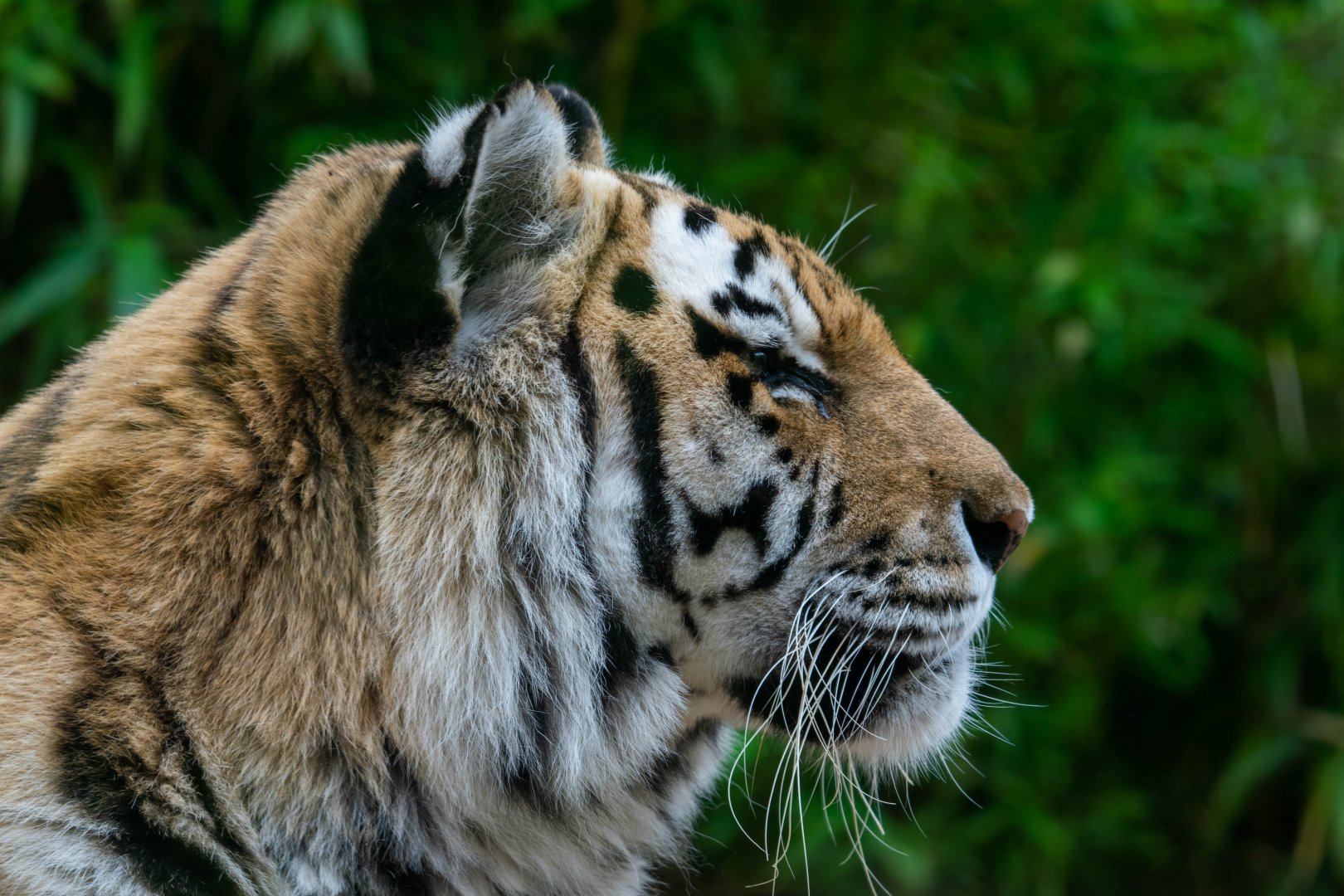 Amur Tiger Side Profile - Colchester Zoo