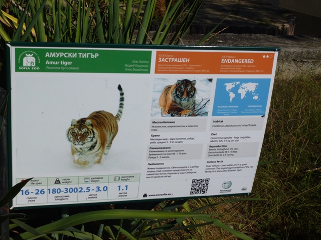 Amur tiger sign 15.9.13