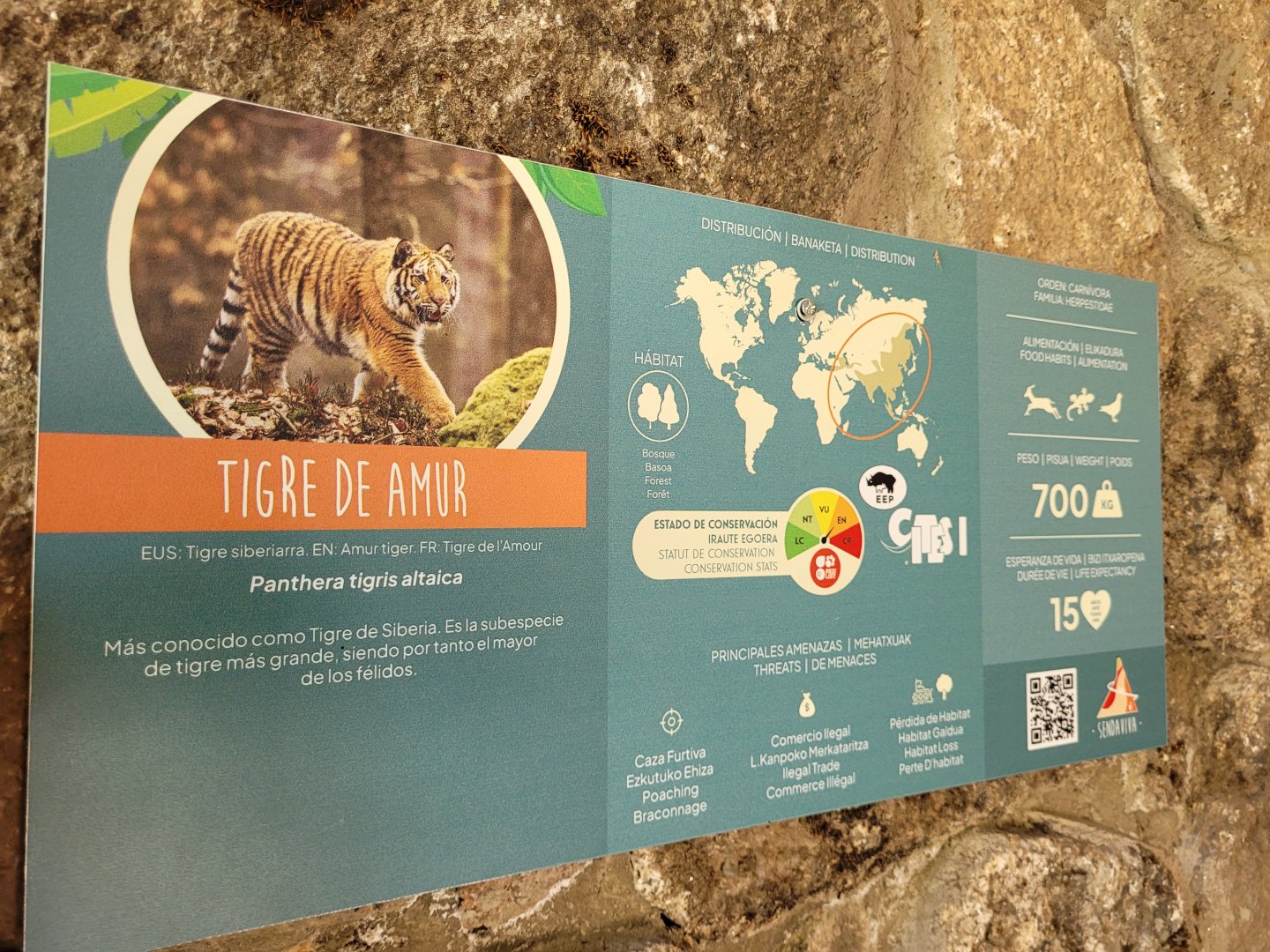 Amur tiger sign -Sendaviva (2024)