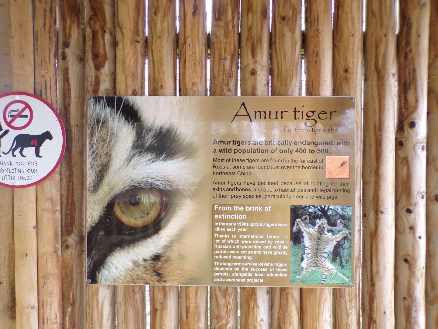 Amur tiger signage 5.4.24