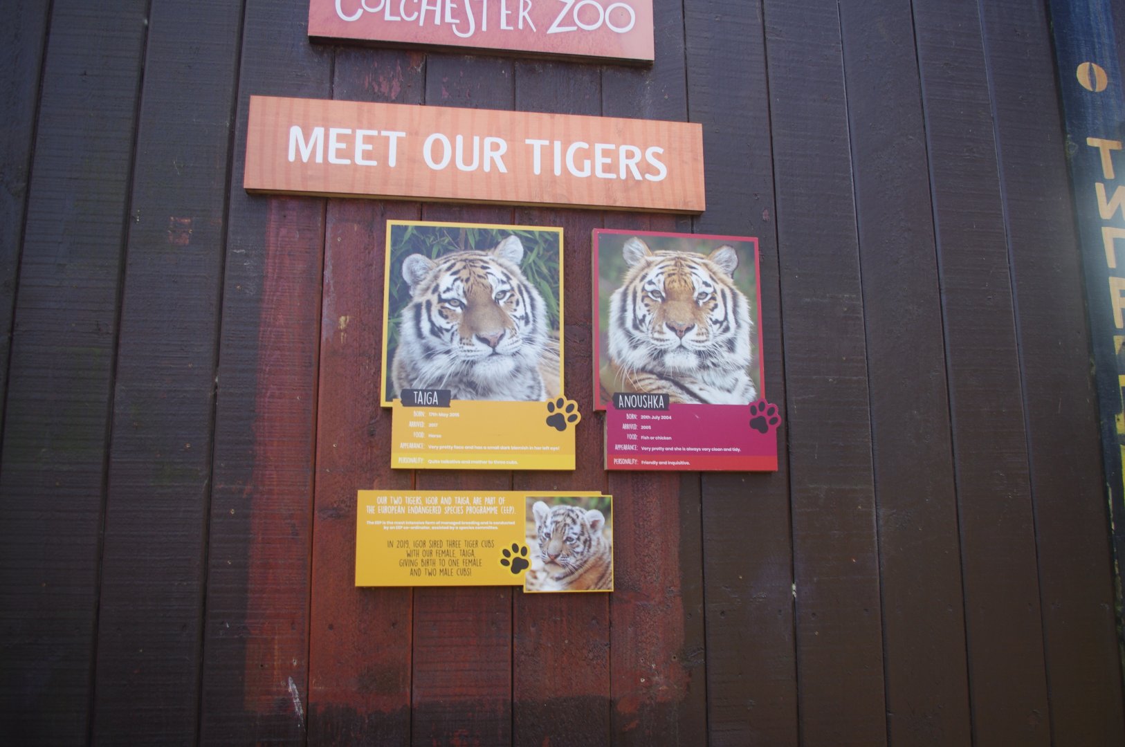 Amur Tiger signage- Colchester Zoo
