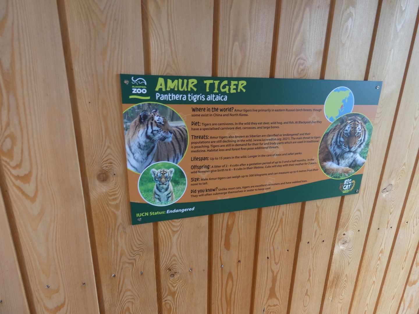 Amur tiger signange