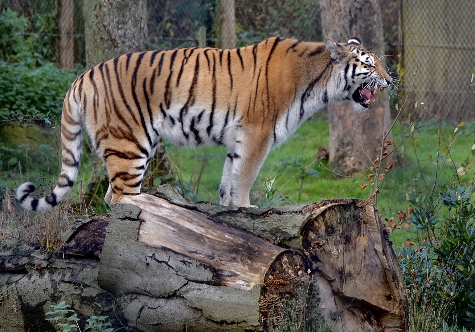 Amur Tiger - Sinda