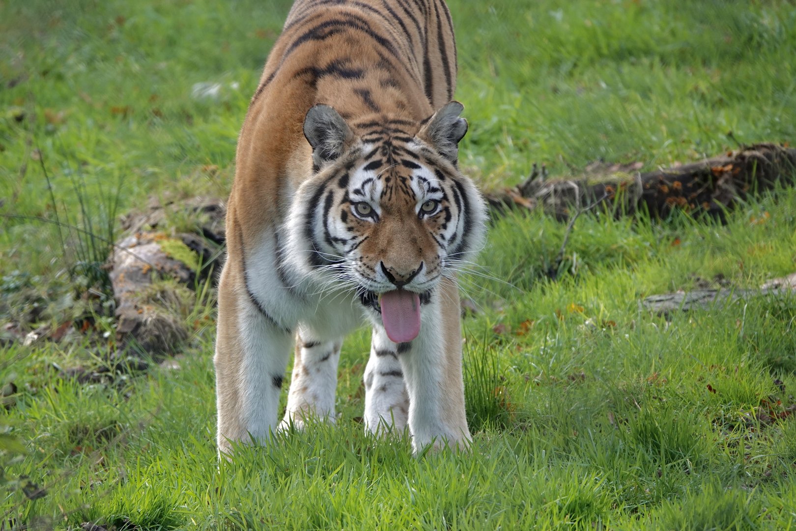 Amur Tiger - Sinda