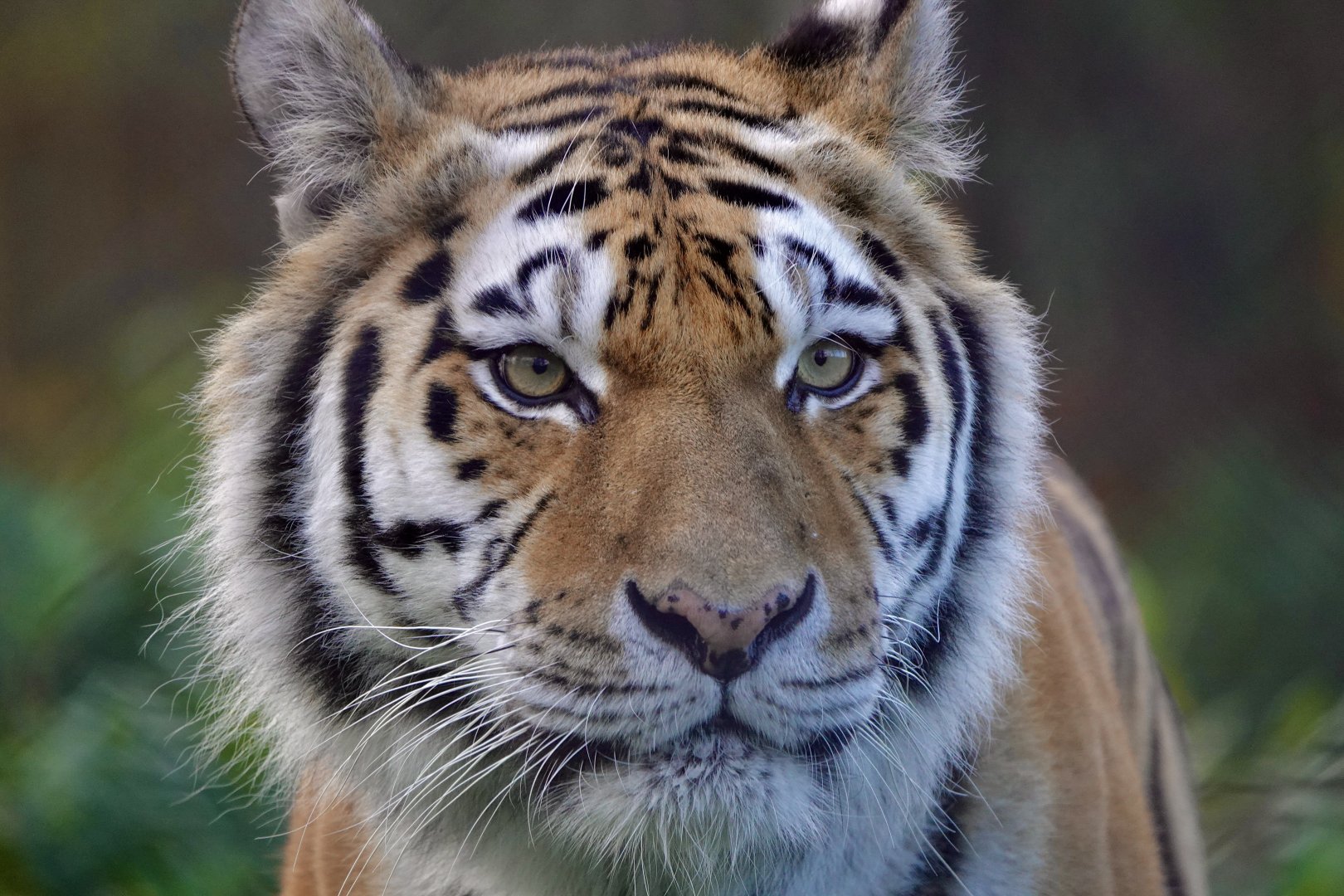 Amur Tiger - Sinda