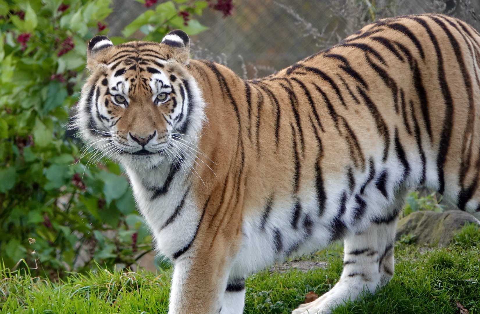 Amur Tiger - Sinda