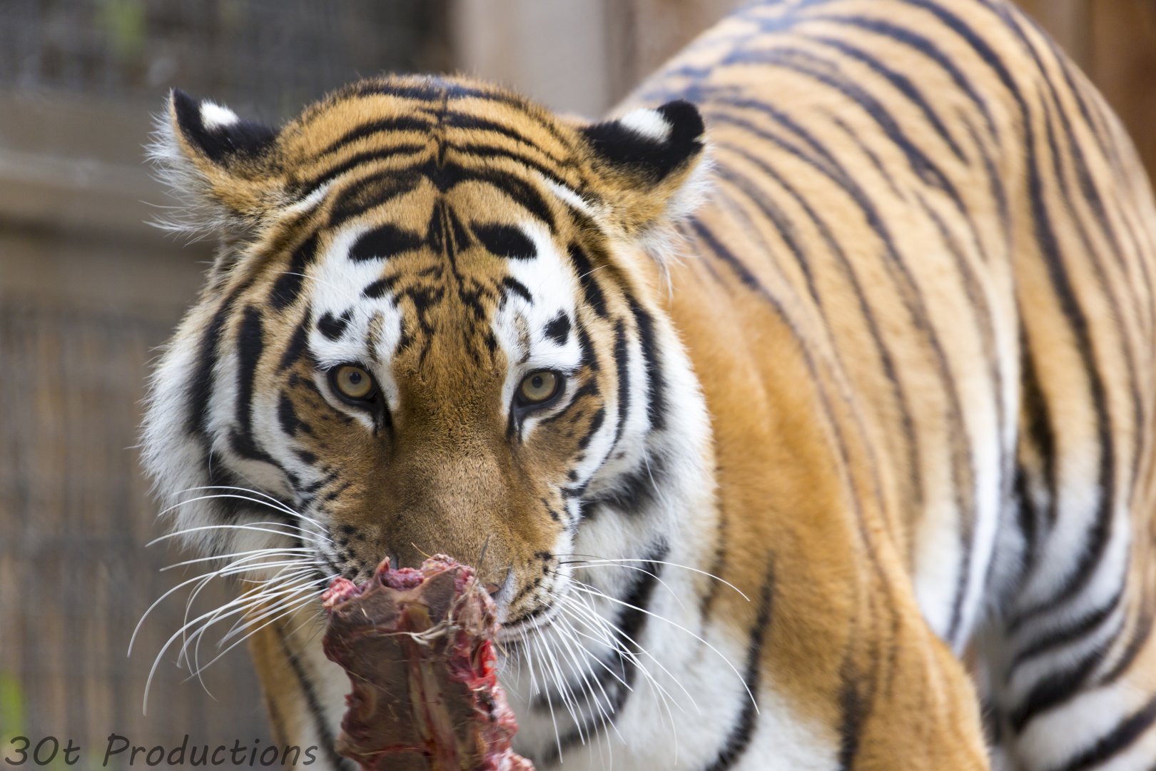 Amur Tiger snack time